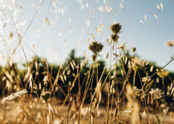 Relatório de Sustentabilidade 2024: Sogrape reduziu 13,5% das suas emissões de GEE