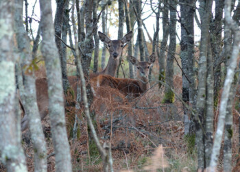 Universidade de Coimbra vai estudar impacto dos incêndios nos animais selvagens