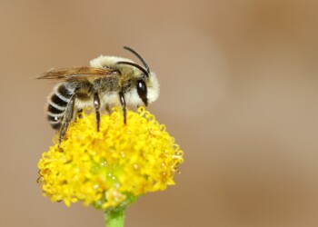 Universidade de Coimbra lança Guia de Polinizadores de Portugal