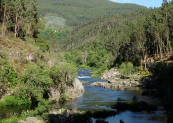 Florestas que Inspiram: Serviços de Ecossistemas e o Compromisso Empresarial com Propósito