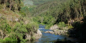 Florestas que Inspiram: Serviços de Ecossistemas e o Compromisso Empresarial com Propósito