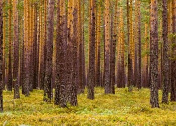 A valorização dos recursos naturais no caminho da sustentabilidade – o caso da floresta portuguesa