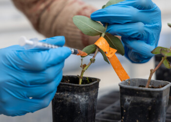 Agenda transForm aposta em dados e inovação para tornar a floresta mais resiliente