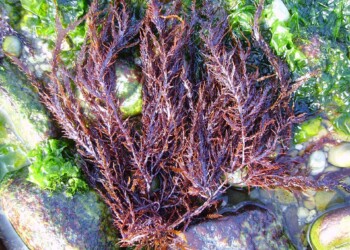 Especialista da Universidade de Coimbra desenvolve guia ilustrado das principais macroalgas da costa portuguesa