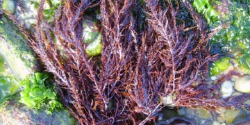 Especialista da Universidade de Coimbra desenvolve guia ilustrado das principais macroalgas da costa portuguesa