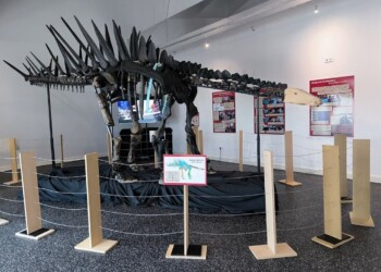 O esqueleto de Estegossauro mais completo da Europa está em Portugal e pertence ao LNEG