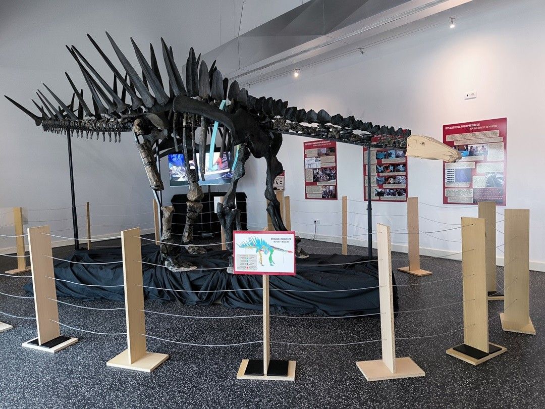 O esqueleto de Estegossauro mais completo da Europa está em Portugal e pertence ao LNEG