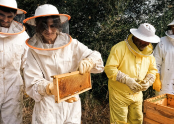 One Health Regenera: Esta iniciativa está a doar colmeias para recuperar ecossistemas afetados pelos incêndios