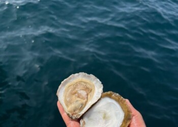 Goparity quer angariar 350 mil euros para apoiar a reposição da ostra Belon