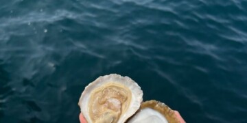 Goparity quer angariar 350 mil euros para apoiar a reposição da ostra Belon