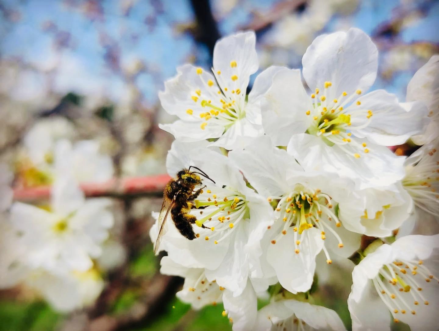 Polinizadores garantem mais de 2 mil milhões de euros anuais à agricultura portuguesa