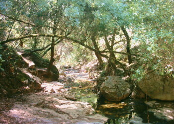 Organizações Ambientais denunciam situações de poluição decorrentes no rio Alviela