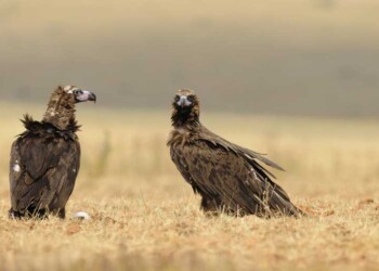 População de abutre-preto cresceu timidamente em 2025