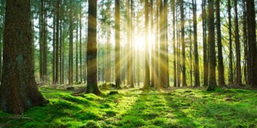 Eurostat: Portugal regista crescimento de 11,1% da floresta em 2023, o maior da UE