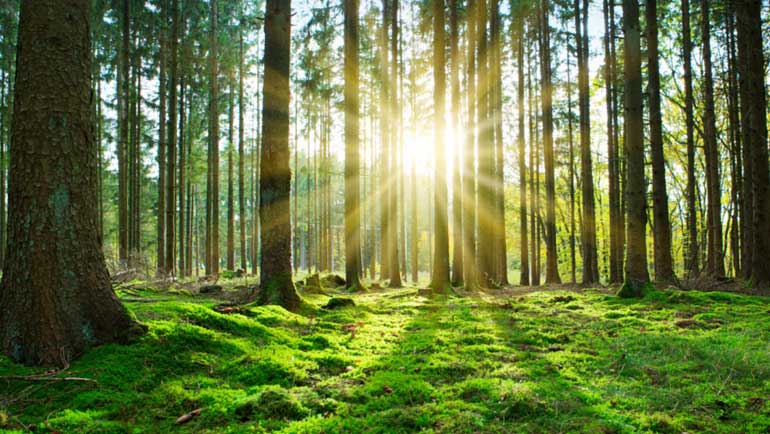 Eurostat: Portugal regista crescimento de 11,1% da floresta em 2023, o maior da UE