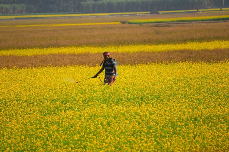 Desregulação dos pesticidas: Quercus reforça crítica a proposta da Comissão Europeia