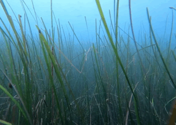Governo aprova programa Floresta Azul para Restauro de Pradarias Marinhas