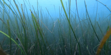 Governo aprova programa Floresta Azul para Restauro de Pradarias Marinhas