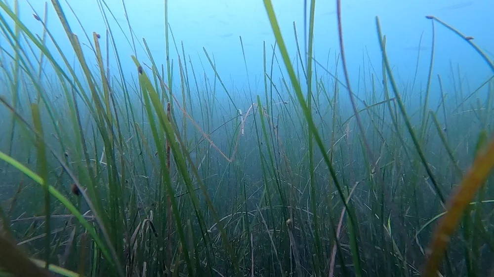Governo aprova programa Floresta Azul para Restauro de Pradarias Marinhas