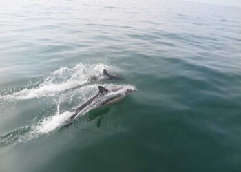 UA alerta: população de golfinho-comum em Portugal está em risco