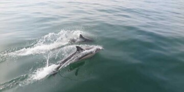 UA alerta: população de golfinho-comum em Portugal está em risco