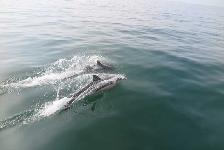 UA alerta: população de golfinho-comum em Portugal está em risco
