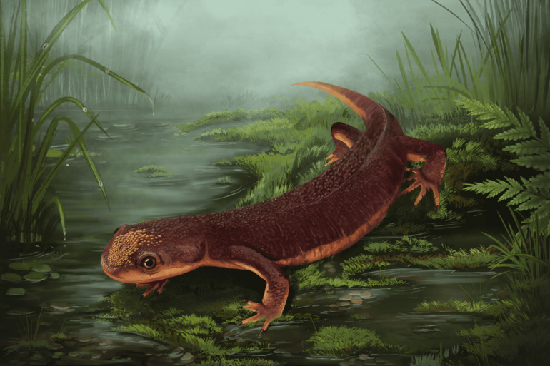 Nova espécie de anfíbio com 150 milhões de anos descoberta na Lourinhã