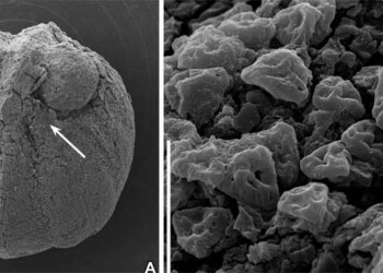 Descoberta de investigadores da Universidade de Coimbra revela plantas com flor com cerca de 87 milhões de anos