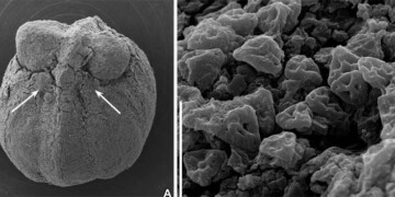 Descoberta de investigadores da Universidade de Coimbra revela plantas com flor com cerca de 87 milhões de anos
