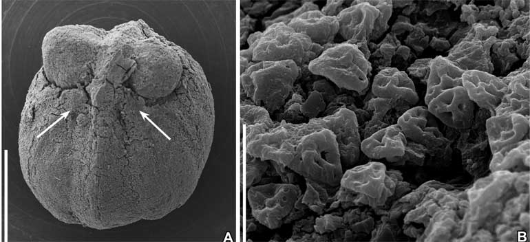 Descoberta de investigadores da Universidade de Coimbra revela plantas com flor com cerca de 87 milhões de anos