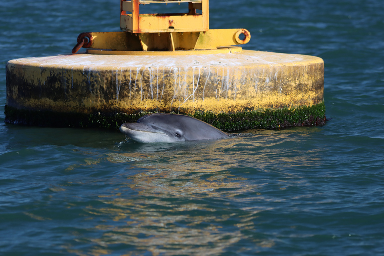 Projeto português aposta na sustentabilidade dos oceanos com observatório costeiro
