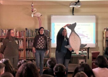 Nasceu mais um golfinho no Estuário do Sado