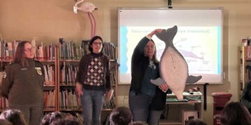 Nasceu mais um golfinho no Estuário do Sado