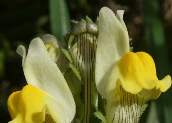 Descoberta nova espécie de planta endémica das arribas do Gargalo do Tejo
