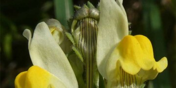 Descoberta nova espécie de planta endémica das arribas do Gargalo do Tejo