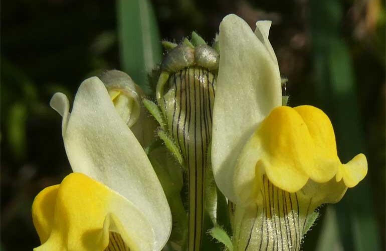 Descoberta nova espécie de planta endémica das arribas do Gargalo do Tejo
