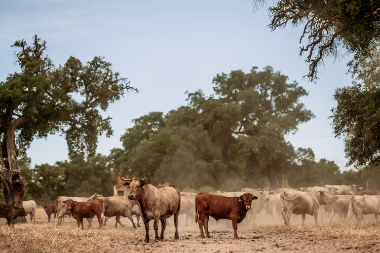 Companhia das Lezírias obteve certificação “Pecuária Baixo Carbono”