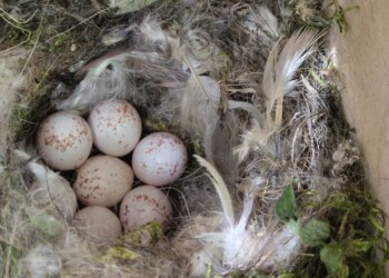 Parques de Sintra instala 45 abrigos para fauna e monitorização revela 75% de ocupação