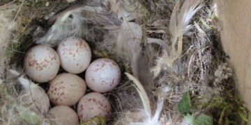 Parques de Sintra instala 45 abrigos para fauna e monitorização revela 75% de ocupação