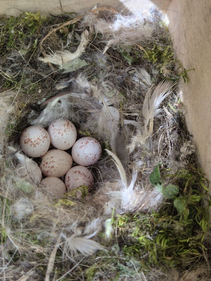 Parques de Sintra instala 45 abrigos para fauna e monitorização revela 75% de ocupação