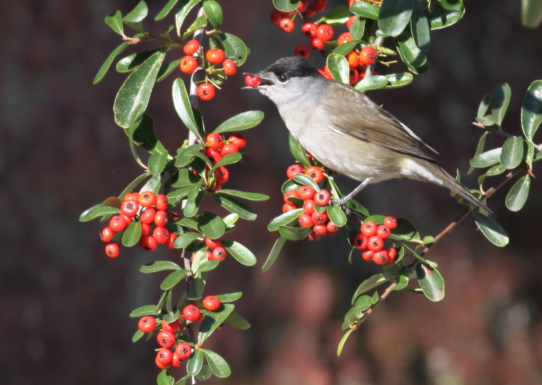 Aves ajudam a preservar biodiversidade ao preferirem frutos raros, revela estudo