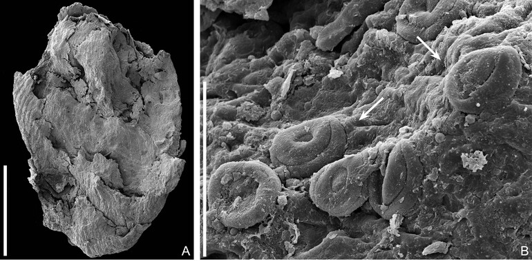 Novo fóssil de conífera com 133 milhões de anos descoberto em Torres Vedras
