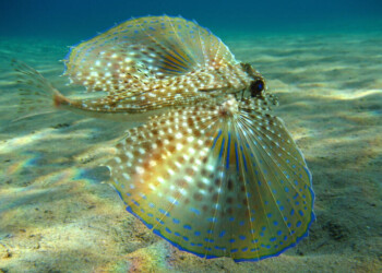 Estudo revela que peixe falso-voador comunica através de sons e movimentos