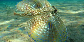 Estudo revela que peixe falso-voador comunica através de sons e movimentos