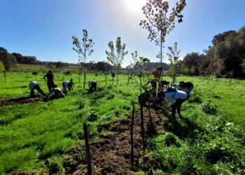 Projeto liderado por investigadores portugueses aposta em culturas tradicionais para tornar agricultura mediterrânica mais resiliente