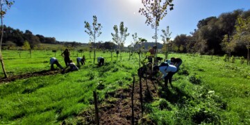 Projeto liderado por investigadores portugueses aposta em culturas tradicionais para tornar agricultura mediterrânica mais resiliente