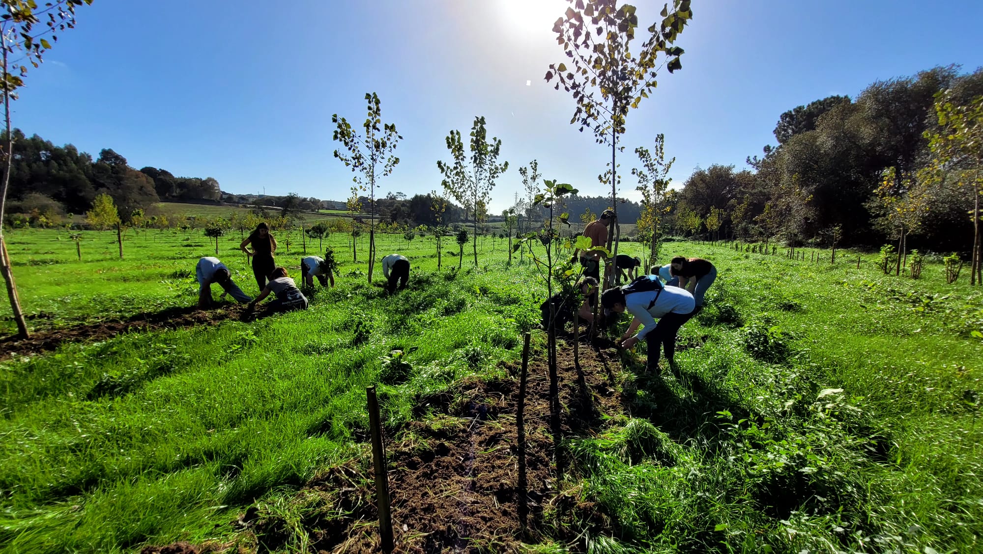 Projeto liderado por investigadores portugueses aposta em culturas tradicionais para tornar agricultura mediterrânica mais resiliente