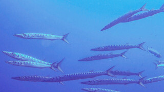 Universidade de Évora participa em estudo que identifica declínio anual da biomassa de peixes até 19,8%