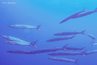 Universidade de Évora participa em estudo que identifica declínio anual da biomassa de peixes até 19,8%