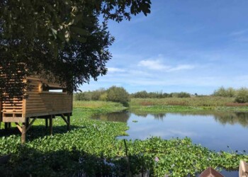 Projeto da Quercus na Pateira de Fermentelos distinguido com reconhecimento internacional